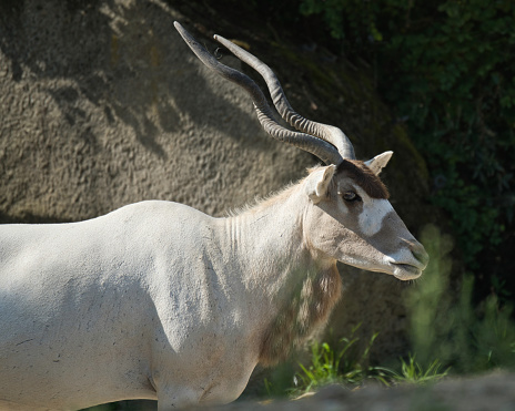 The Antelopa addax (Addax nasomaculatus), also known as the white antelope and the screw horn antelope, is an antelope native to the Sahara Desert in the Paris zoologic park