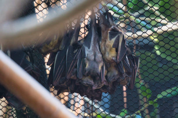 istock Bats in the Paris zoologic park 1671713527