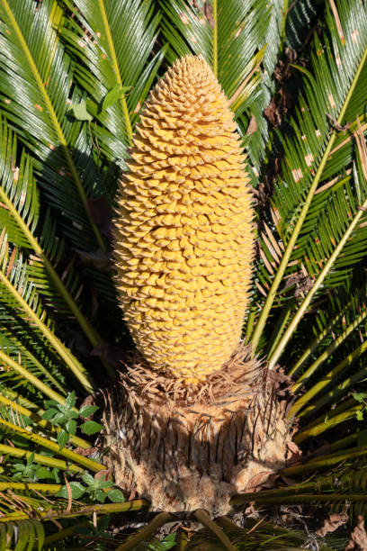 istock Cycas revoluta 1671714570