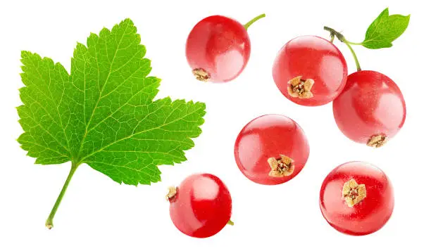 Collection of red currant fruits and a leaf, isolated on white background