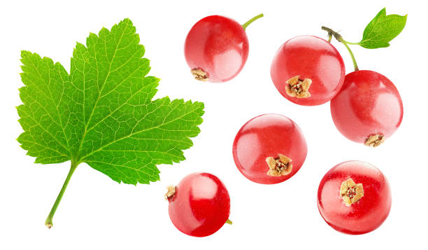 collection of red currant fruits and a leaf isolated on white background - currant red isolated fruit imagens e fotografias de stock