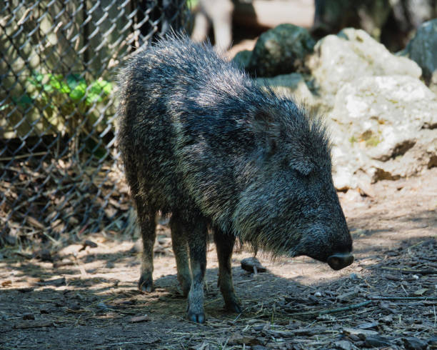 istock Chacoan peccary in the Paris zoologic park 1671718802