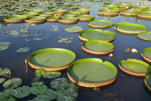 Majestic amazon lily pads in tropical Asia (Victoria Regia)