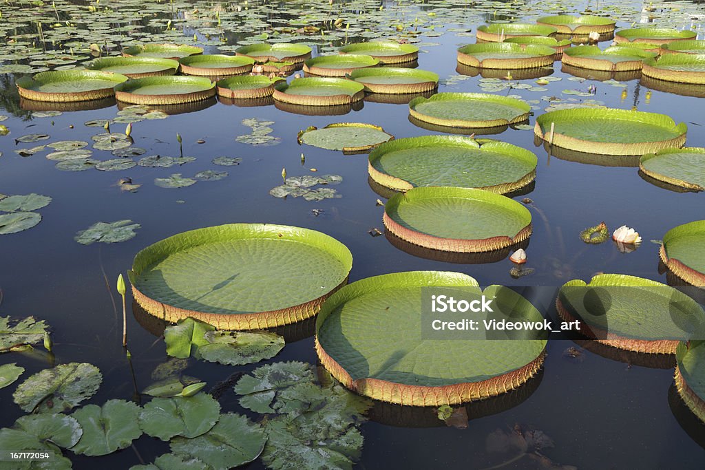 Majestatyczny amazon lily elektrody (Victoria Regia - Zbiór zdjęć royalty-free (Lilia wodna)