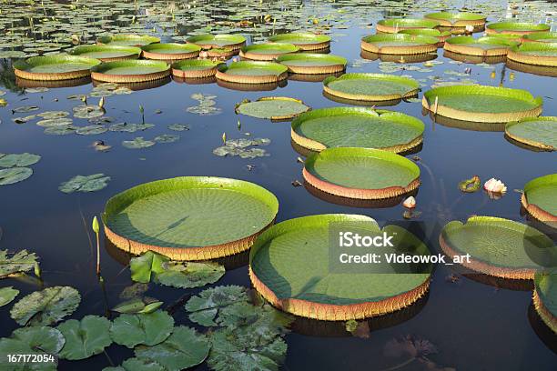 Foto de Majestoso Amazônia Lily Blocos Victoria Regia e mais fotos de stock de Nenúfar - Nenúfar, Rio Amazonas, Lírio