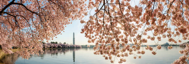 fiori di ciliegio e washington monument montatura il jefferson memor - cherry blossom cherry tree tree washington dc foto e immagini stock