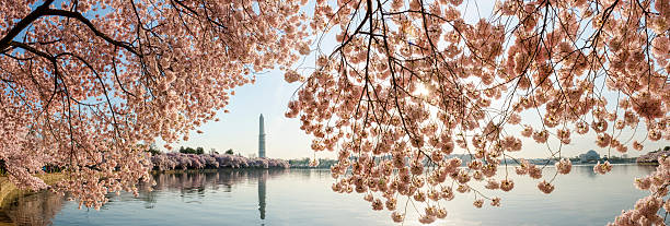 桜フレーム、ワシントンモニュメントやジェファーソン memor - cherry blossom cherry tree tree washington dc ストックフォトと画像