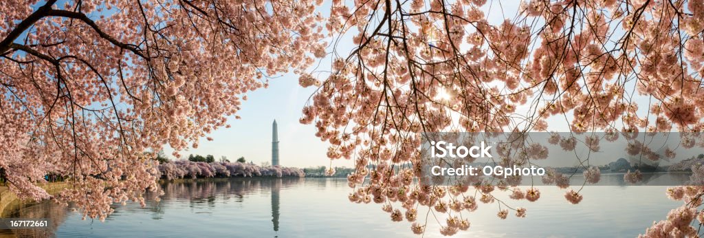 Cherry blossoms quadro o Washington Monument e do Jefferson Memor - Foto de stock de Washington DC royalty-free