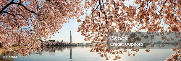 Foto de Cherry Blossoms Quadro O Washington Monument E Do Jefferson Memor e mais fotos de stock de Washington DC