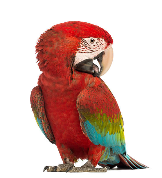 istock Green-winged Macaw, Ara chloropterus, 1 year old, scratching itself 167172858