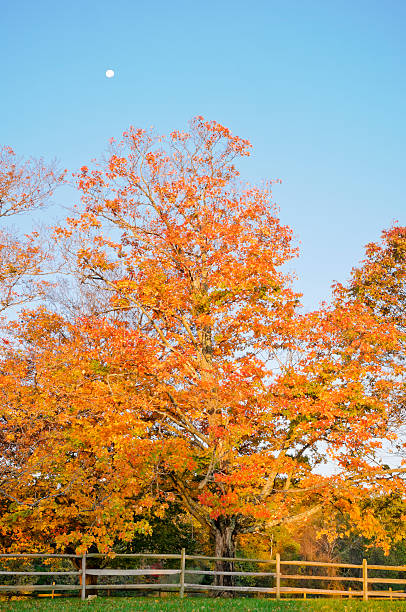 istock Autumn maple tree in the early morning 167172863