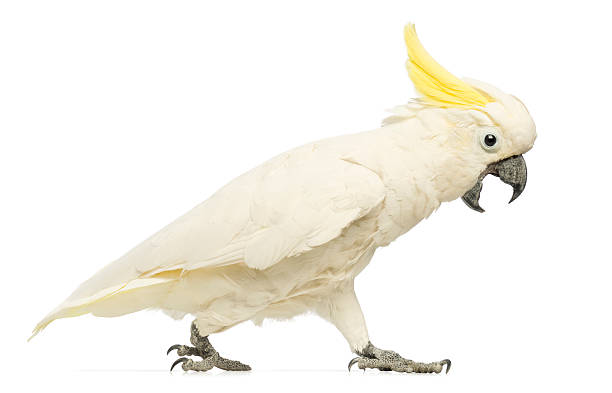 sulphur-crested cockatoo, cacatua galerita, walking with its beak open - 小葵花美冠鸚鵡 個照片及圖片檔