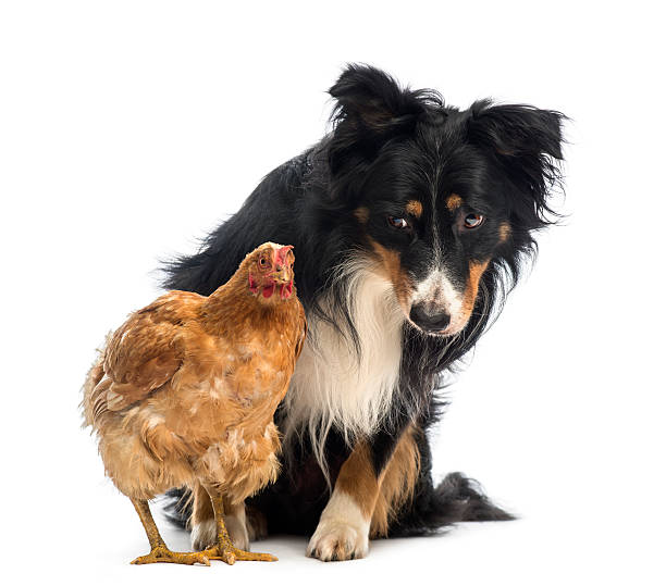 istock Border Collie, sitting behind a hen and looking at it 167172913