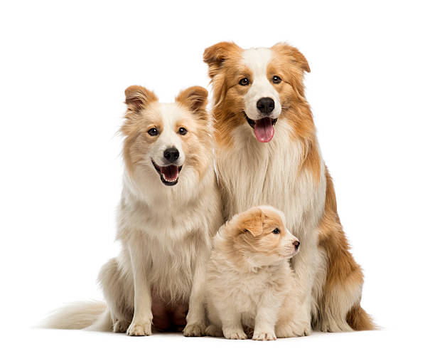 Border collie family, father, mother and puppies, sitting Border collie family, father, mother and puppies, sitting in front of white background animal family stock pictures, royalty-free photos & images