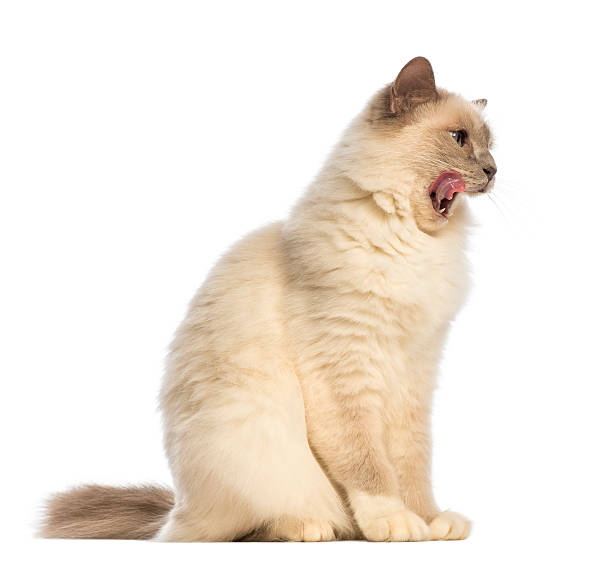 istock Birman sitting, looking away and licking against white background 167172949