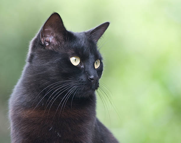 Black cat portrait on green backgroung stock photo