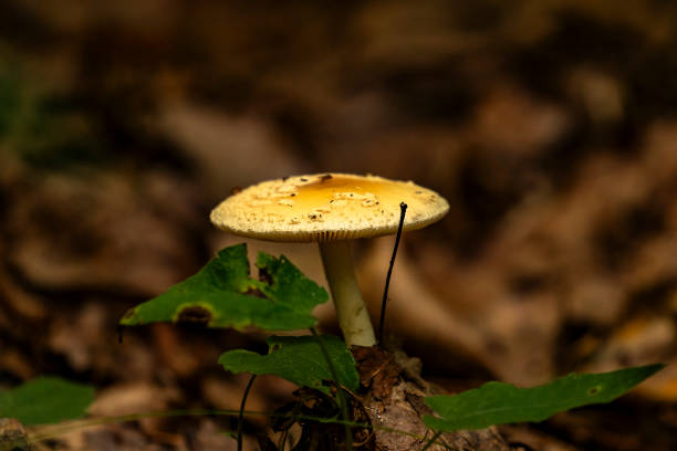 False Death Cap Mushroom growing on the forest floor False Death Cap Mushroom growing on the forest floor amanita citrina photos stock pictures, royalty-free photos & images