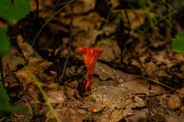 Red Chanterelle Mushroom growing on the forest floor Red Chanterelle Mushroom growing on the forest floor amanita citrina photos stock pictures, royalty-free photos & images