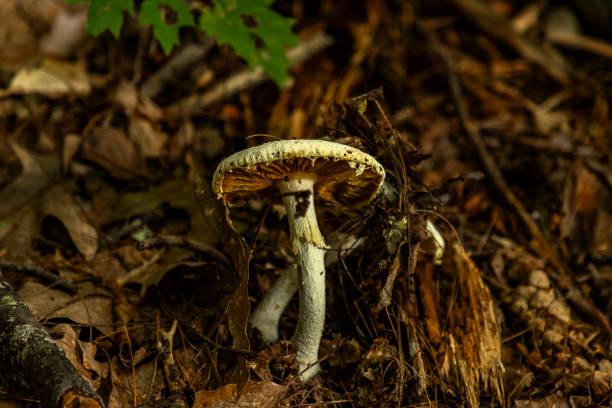 False Death Cap Mushroom past its prime on the forest floor False Death Cap Mushroom past its prime on the forest floor amanita citrina photos stock pictures, royalty-free photos & images