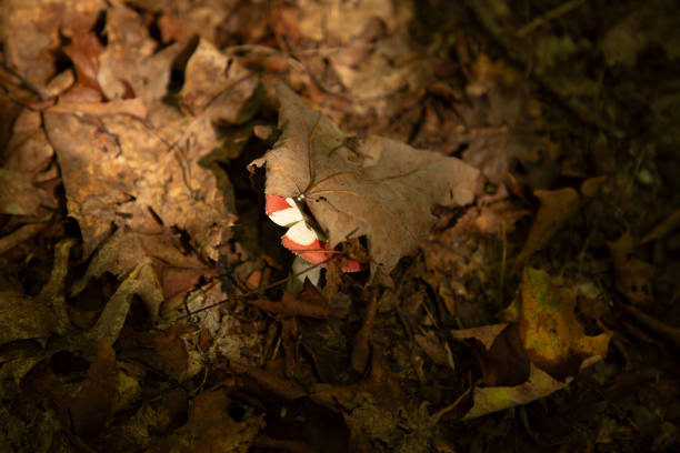 Beechwood Sickener Russula Mushroom emerges from under dead leaves Beechwood Sickener Russula Mushroom emerges from under dead leaves amanita citrina photos stock pictures, royalty-free photos & images