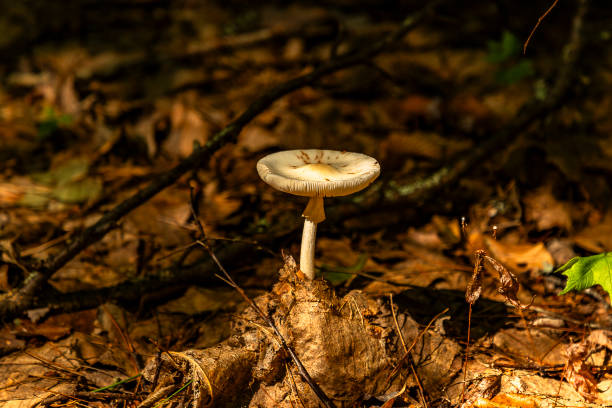 False Death Cap Mushroom past its prime on the forest floor False Death Cap Mushroom past its prime on the forest floor amanita citrina photos stock pictures, royalty-free photos & images