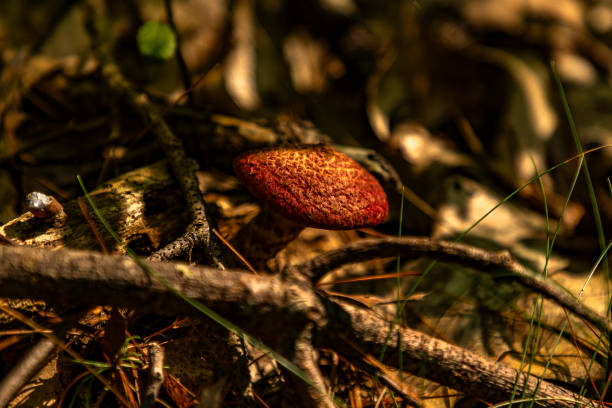 Painted Bolete Mushroom growing among dead leaves on the forest floor Painted Bolete Mushroom growing among dead leaves on the forest floor amanita citrina photos stock pictures, royalty-free photos & images