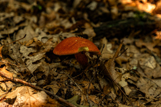 Two-colored Bolete Mushroom growing among dead leaves on the forest floor Two-colored Bolete Mushroom growing among dead leaves on the forest floor amanita citrina photos stock pictures, royalty-free photos & images