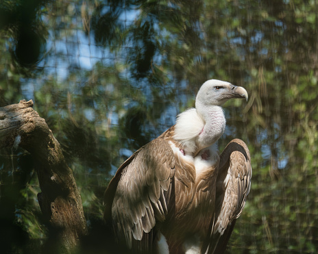 Griffon vulture, Eurasian griffon in the Paris zoologic park, formerly known as the Bois de Vincennes, 12th arrondissement of Paris, which covers an area of 14.5 hectares