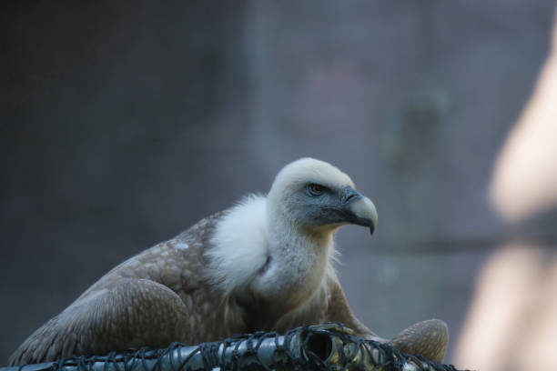 Portrait of a black vulture bird of prey
