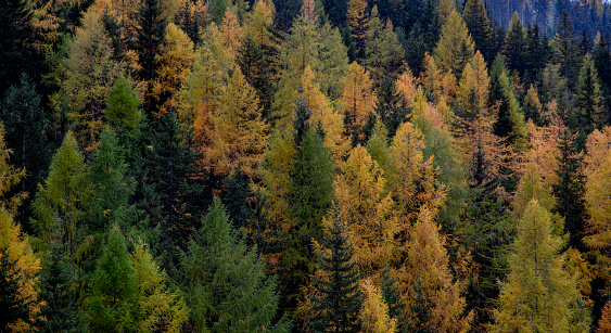 Top view of forest in autumn. Green and yellow pine tree. Nature background. Italian Apls