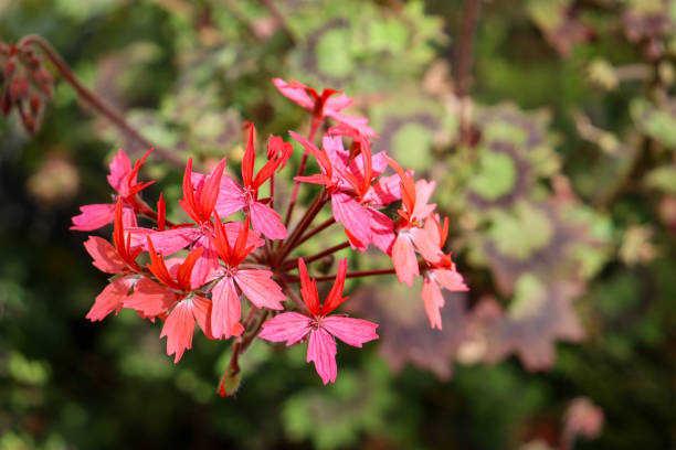 istock geranium flower in garden 1671747389