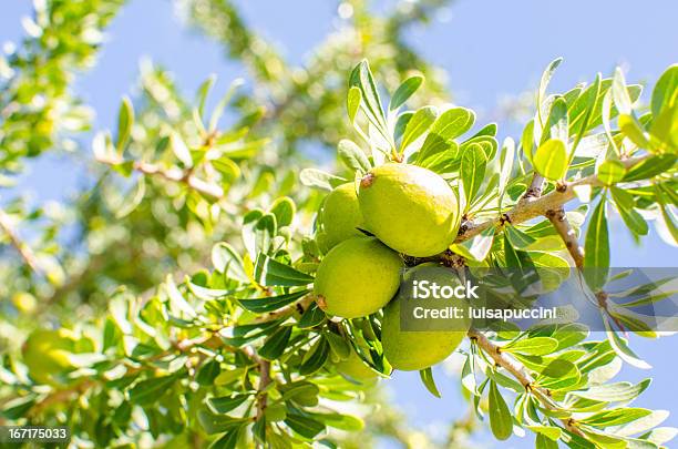 Frutta Su Albero Di Argan - Fotografie stock e altre immagini di Albero di argan - Albero di argan, Frutta, Olio da tavola