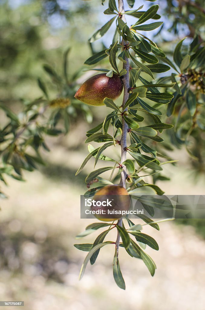 Frutta su Albero di argan - Foto stock royalty-free di Albero di argan