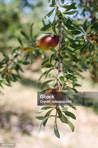 Frutta Su Albero Di Argan - Fotografie stock e altre immagini di Albero di argan - Albero di argan, Colore verde, Foglia