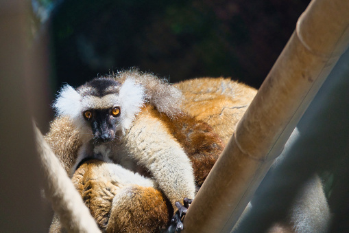 lemurs of Andasibe-Mantadia in the Paris zoologic park, formerly known as the Bois de Vincennes, 12th arrondissement of Paris, which covers an area of 14.5 hectares