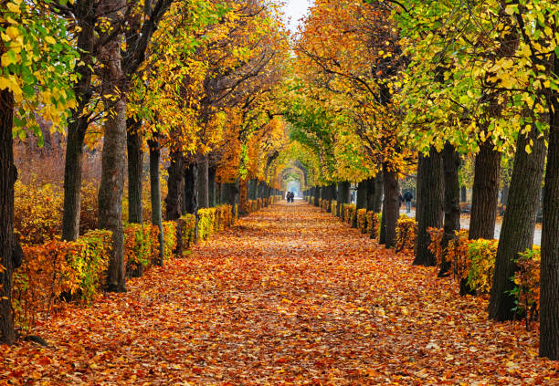Empty road in autumn Park