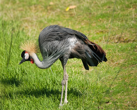 National Bird of Uganda, grey crowned crane in the Paris zoologic park, formerly known as the Bois de Vincennes, 12th arrondissement of Paris, which covers an area of 14.5 hectares