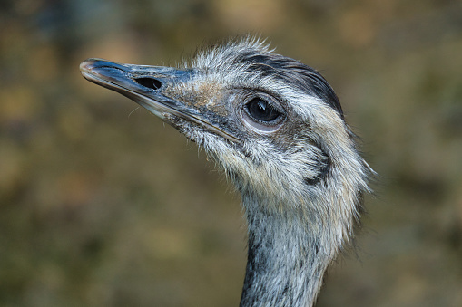 ostrich bird head closeup in the Paris zoologic park, formerly known as the Bois de Vincennes, 12th arrondissement of Paris, which covers an area of 14.5 hectares