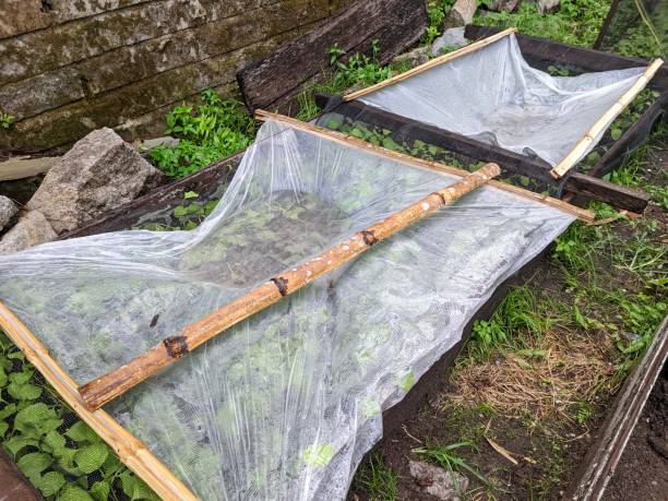 istock green vegetable plantations planted in wooden boxes and covered with black nets and white plastic roofs 1671783010