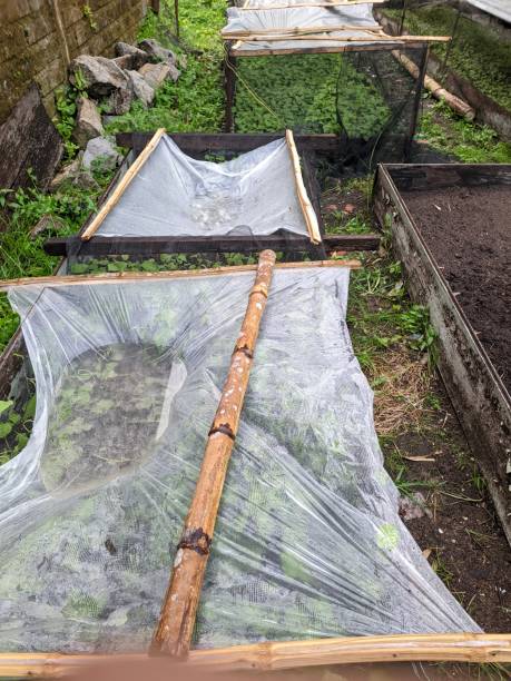 istock green vegetable plantations planted in wooden boxes and covered with black nets and white plastic roofs 1671783111