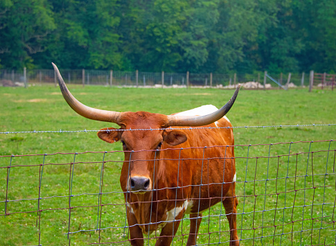 Cow-Texas Longhorn looking over a fence- Cass County, Indiana