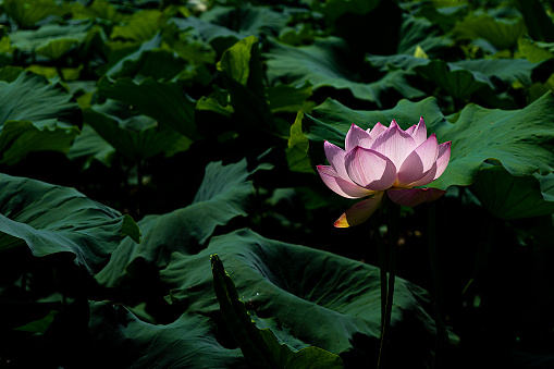 Beautiful white lotus flower in the lake and lotus flower plants, pure white lotus flower.