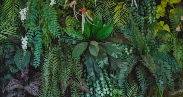 istock abstract green leaf texture, tropical leaf foliage nature dark green background 1671784630