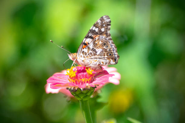 istock Butterfly-pink flower-Howard County Indiana 1671785693