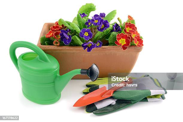 Flowerpot Con Primroses E Giardinaggio Strumenti - Fotografie stock e altre immagini di Attrezzi da giardinaggio - Attrezzi da giardinaggio, Annaffiatoio, Attrezzatura