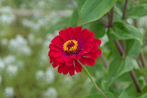 Single Flower (Zenia)- Howard County, Indiana