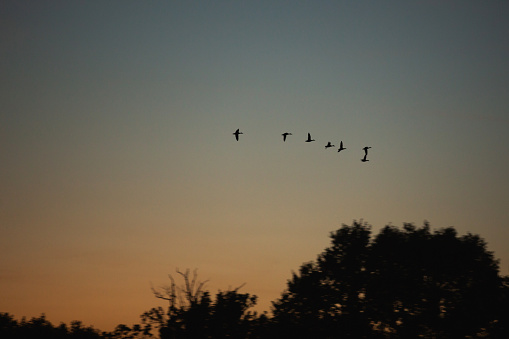 Flock of cranes spring or autumn migration