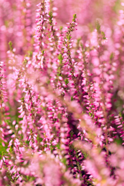 istock Blooming pink heather flowers Calluna vulgaris 1671794992