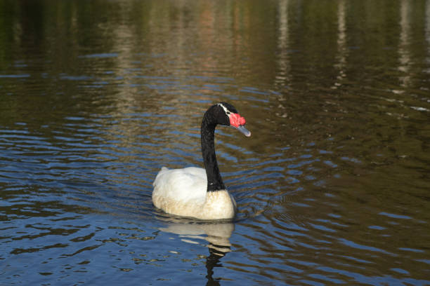 istock a beautiful black-necked swan 1671795498