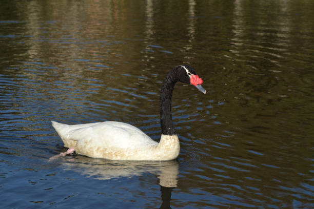 istock a beautiful black-necked swan 1671795499